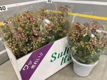 画像をギャラリービューアに読み込む, カランコエ・ウェンディー 1鉢