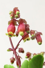 画像をギャラリービューアに読み込む, カランコエ・ウェンディー 1鉢