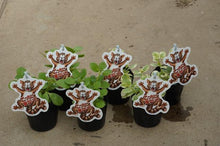 画像をギャラリービューアに読み込む, 【予約商品:5/27発送】コリウス・コッチニコナイデ 3ポットセット