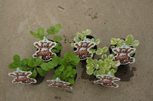 画像をギャラリービューアに読み込む, 【予約商品:5/27発送】コリウス・コッチニコナイデ 3ポットセット