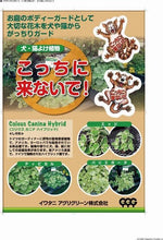 画像をギャラリービューアに読み込む, 【予約商品:5/27発送】コリウス・コッチニコナイデ 3ポットセット