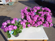 画像をギャラリービューアに読み込む, 【予約商品:3/11発送】ペラルゴニウム・フェアリーチュチュ ローズ 1鉢