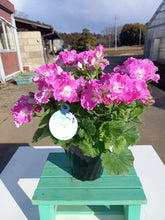 画像をギャラリービューアに読み込む, 【予約商品:3/11発送】ペラルゴニウム・フェアリーチュチュ ローズ 1鉢