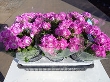 画像をギャラリービューアに読み込む, 【予約商品:3/11発送】ペラルゴニウム・フェアリーチュチュ ローズ 1鉢