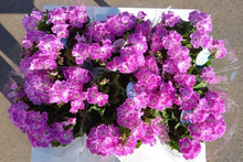 画像をギャラリービューアに読み込む, 【予約商品:3/11発送】ペラルゴニウム・フェアリーチュチュ ローズ 1鉢
