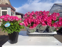 画像をギャラリービューアに読み込む, 【予約商品:3/11発送】ペラルゴニウム・フェアリーチュチュ チェリー 1鉢