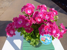 画像をギャラリービューアに読み込む, 【予約商品:3/11発送】ペラルゴニウム・フェアリーチュチュ チェリー 1鉢