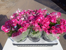 画像をギャラリービューアに読み込む, 【予約商品:3/11発送】ペラルゴニウム・フェアリーチュチュ チェリー 1鉢