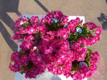 画像をギャラリービューアに読み込む, 【予約商品:3/11発送】ペラルゴニウム・フェアリーチュチュ チェリー 1鉢