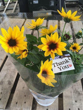 画像をギャラリービューアに読み込む, 【期間限定:5/23まで】ヒマワリ サンビリーバブル・ブラウンアイ 5号