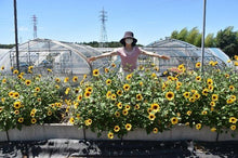 画像をギャラリービューアに読み込む, 【期間限定:5/23まで】ヒマワリ サンビリーバブル・ブラウンアイ 5号