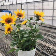 画像をギャラリービューアに読み込む, 【期間限定:5/23まで】ヒマワリ サンビリーバブル・ブラウンアイ 5号