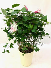 画像をギャラリービューアに読み込む, 【予約商品:4/26発送】クレマチス・エールフクシマ 6号 1鉢