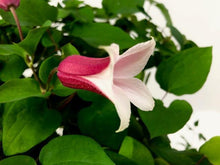 画像をギャラリービューアに読み込む, 【予約商品:4/26発送】クレマチス・エールフクシマ 6号 1鉢