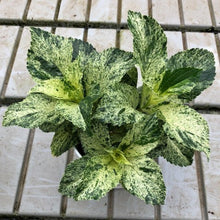 画像をギャラリービューアに読み込む, 【予約商品:4/1発送】斑入りアジサイ・スフレ 1鉢