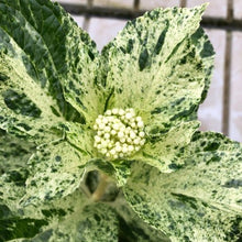 画像をギャラリービューアに読み込む, 【予約商品:4/1発送】斑入りアジサイ・スフレ 1鉢