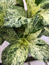 画像をギャラリービューアに読み込む, 【予約商品:4/1発送】斑入りアジサイ・スフレ 1鉢