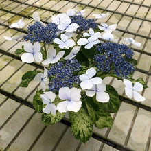画像をギャラリービューアに読み込む, 【予約商品:4/1発送】斑入りアジサイ・スフレ 1鉢