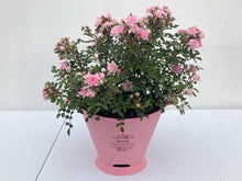画像をギャラリービューアに読み込む, 【予約商品:4/26発送】ミニバラ ピンク ハートフォーユー 6号 1鉢