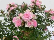 画像をギャラリービューアに読み込む, 【予約商品:4/26発送】ミニバラ ピンク ハートフォーユー 6号 1鉢