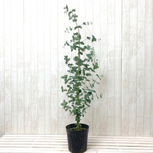 画像をギャラリービューアに読み込む, ユーカリ・グニー 樹形ストレート 6号 1鉢