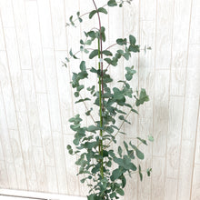 画像をギャラリービューアに読み込む, ユーカリ・グニー 樹形ストレート 6号 1鉢