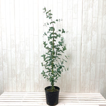 画像をギャラリービューアに読み込む, ユーカリ・グニー 樹形ストレート 6号 1鉢
