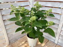 画像をギャラリービューアに読み込む, 【予約商品:5/27発送】ダルマノリウツギ 1鉢