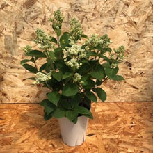 画像をギャラリービューアに読み込む, 【予約商品:5/27発送】ダルマノリウツギ 1鉢
