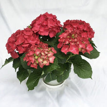 画像をギャラリービューアに読み込む, 【予約商品:4/22発送】アジサイ・HBAシリーズ ホットレッド 1鉢