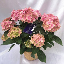 画像をギャラリービューアに読み込む, 【予約商品:4/22以降発送】アジサイ・ホシガスリ (ピンク) 1鉢