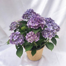 画像をギャラリービューアに読み込む, 【予約商品:4/22発送】アジサイ・ホシガスリ (ブルー) 1鉢