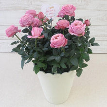 画像をギャラリービューアに読み込む, 【予約商品:4/26発送】ミニバラ インフィニティ系 底面給水鉢(リーフ柄) 6号 1鉢