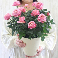 画像をギャラリービューアに読み込む, 【予約商品:4/26発送】ミニバラ インフィニティ系 底面給水鉢(リーフ柄) 6号 1鉢