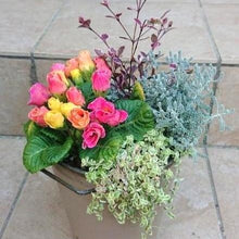 画像をギャラリービューアに読み込む, サントリナ・雪の珊瑚礁 (ユキノサンゴショウ) ハーブ苗 3ポットセット