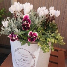 画像をギャラリービューアに読み込む, サントリナ・雪の珊瑚礁 (ユキノサンゴショウ) ハーブ苗 3ポットセット