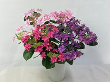 画像をギャラリービューアに読み込む, 【予約商品:4/22発送】アジサイ・ダンスパーティー MIX寄せ