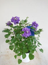 画像をギャラリービューアに読み込む, 【予約商品:4/26発送】クレマチス・キリテカナワ 6号 1鉢