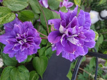 画像をギャラリービューアに読み込む, 【予約商品:4/26発送】クレマチス・キリテカナワ 6号 1鉢