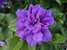 画像をギャラリービューアに読み込む, 【予約商品:4/26発送】クレマチス・キリテカナワ 6号 1鉢