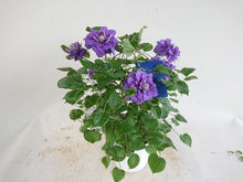 画像をギャラリービューアに読み込む, 【予約商品:4/26発送】クレマチス・キリテカナワ 6号 1鉢