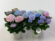 画像をギャラリービューアに読み込む, 【予約商品:4/26発送】アジサイ・マジカルレボリューション レインボー 1鉢