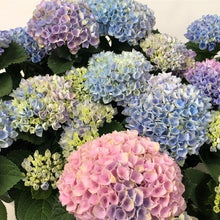 画像をギャラリービューアに読み込む, 【予約商品:4/26発送】アジサイ・マジカルレボリューション レインボー 1鉢