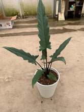 画像をギャラリービューアに読み込む, アロカシア・ラウテルバキアナ 7号