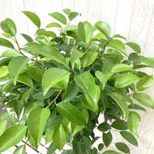 画像をギャラリービューアに読み込む, フィカス・ベンジャミン リッチ 7号 スタンダード仕立て