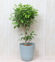 画像をギャラリービューアに読み込む, フィカス・ベンジャミン リッチ 7号 スタンダード仕立て