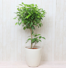 画像をギャラリービューアに読み込む, フィカス・ベンジャミン リッチ 7号 スタンダード仕立て