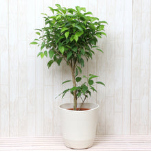 画像をギャラリービューアに読み込む, フィカス・ベンジャミン リッチ 7号 スタンダード仕立て