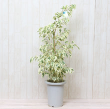 画像をギャラリービューアに読み込む, 【室内におすすめ 観葉植物】フィカス ベンジャミン・スターライト 7号