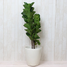 画像をギャラリービューアに読み込む, カシワバゴム・バンビーノ 7号